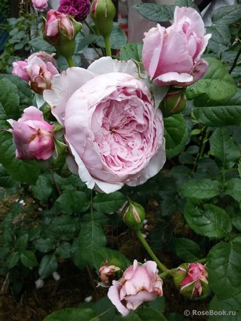 Роза Спирит оф фридом: описание сорта