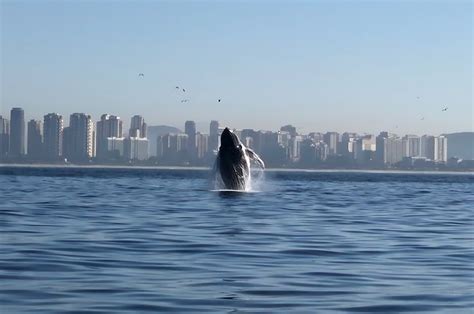 Baleia jubarte dá show em mar do Rio de Janeiro veja vídeo