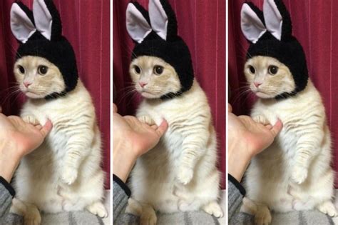 Cat Wearing Bunny Ears Is Pretty Much Everythhing Cuteness