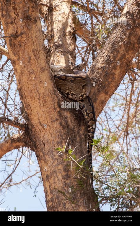 African rock python (Python sebae) in a tree, Tarangire National Park ...