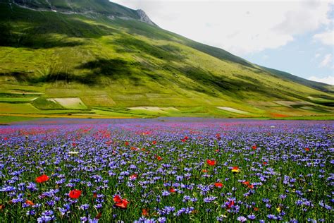 Цветочное поле картинки - фото и картинки: 67 штук