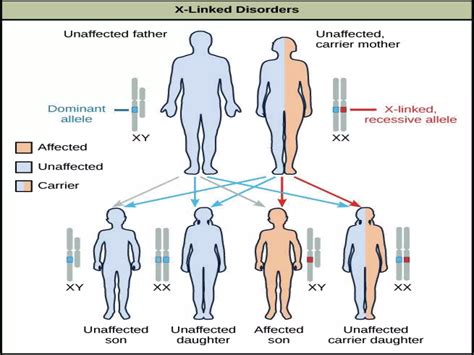 Patterns Of Inheritance Genetics Ppt