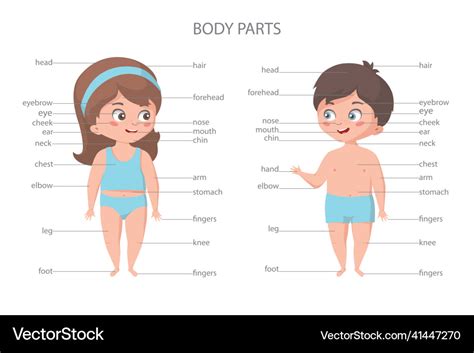 Girl And Boy Body Parts Biology Education Banner Vector Image