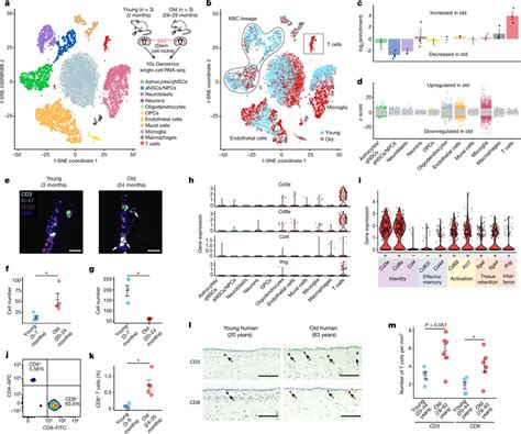 Single Cell Rna Seq Reveals Changes In Cell Composition In Old