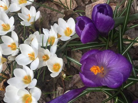 Крокус Flower Record (Флауэр Рекорд)🌷 - купити цибулини та бульби в ...