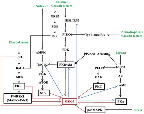 Frontiers Gsk 3 Functional Insights From Cell Biology And Animal Models