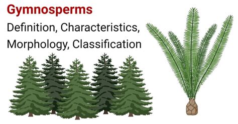 Gymnosperm Plants Names