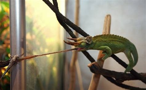 Хамелеон – чемпион по странностям