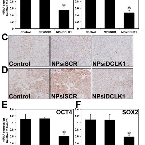 Sirna Mediated Knockdown Of Dclk Resulted In Downregulation Of