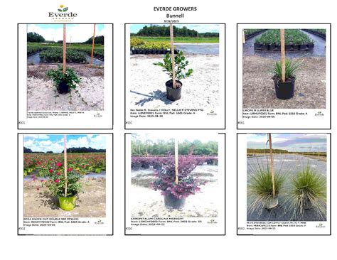 Hot Sheets - Everde Growers