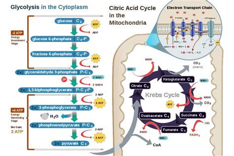 respiration steps
