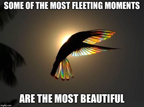 hummingbird Memes & GIFs - Imgflip