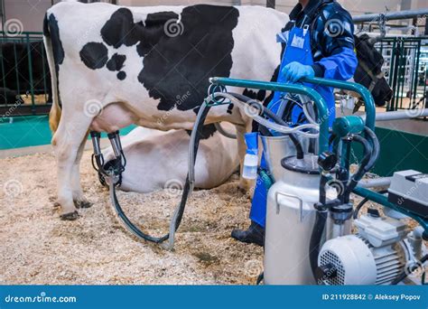 Automated Milking Suction Machine With Teat Cups During Work With Cow