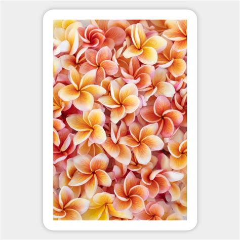 Peach Plumeria Plumeria Sticker TeePublic