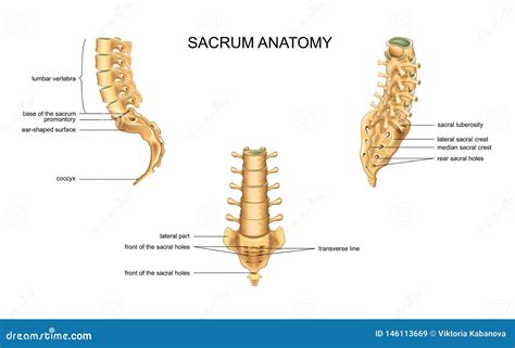 Anatomía Del Sacro Y De Las Vértebras Lumbares Ilustración del Vector