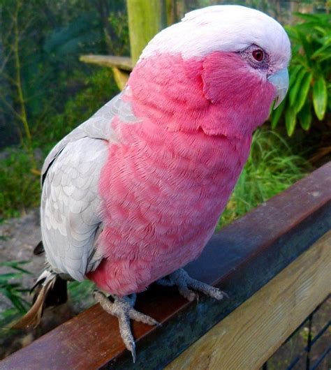 Galah Cockatoo As Pets at Pauline Dane blog