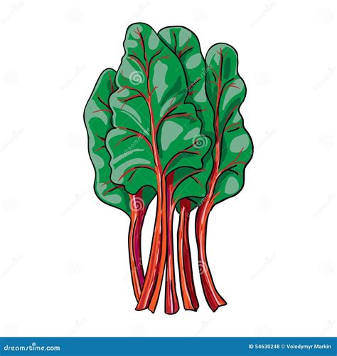 Chard - Hand Drawn Vegetable Isolated Stock Illustration - Illustration