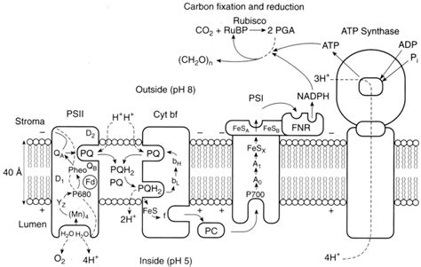 Schematic Overview Of The Photosynthetic Apparatus The Major