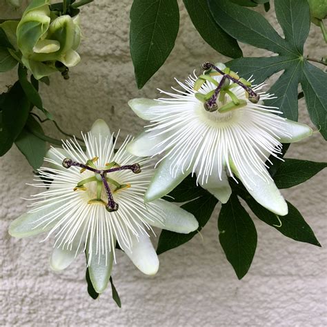 Plant Profile Passiflora ‘snow Queen The Frustrated Gardener