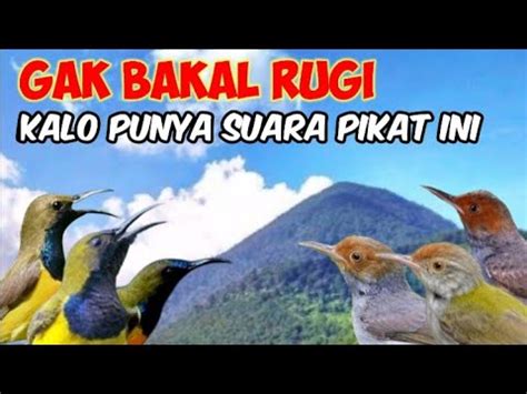 Suara Pikat Sogon Menjerit Kombinasi Prenjak Ribut Untuk Pikat Burung