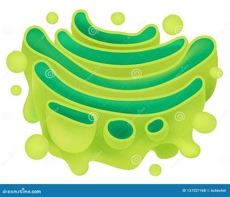 Structure of Golgi Apparatus Stock Vector - Illustration of eukaryotic ...