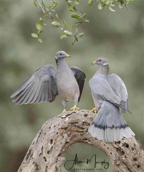 Band Tailed Pigeons Focusing On Wildlife