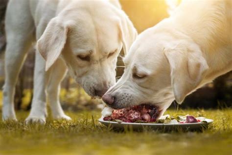 O Cachorro É Um Animal Carnívoro - O cachorro é carnívoro ou onívoro? - RESPOSTA DEFINITIVA!