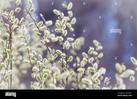 Pussy Willow Branches With Catkins Spring Background Stock Photo Alamy