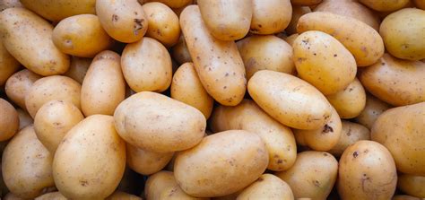 Can Blight Resistant Potato Varieties Offer Effective Resistance Yet Still Taste Good Farmers