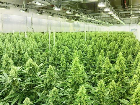 cannabis richtig anbauen worauf es ankommt cannabislegalanbauende