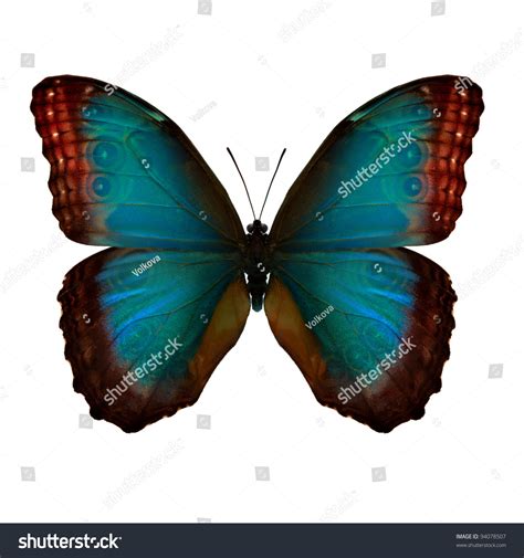 blue morpho stock photo  shutterstock