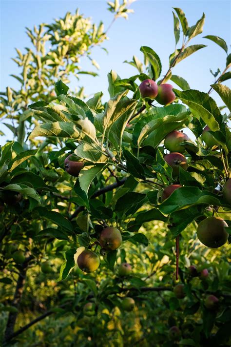 Amrita Farms | Ann Arbor MI