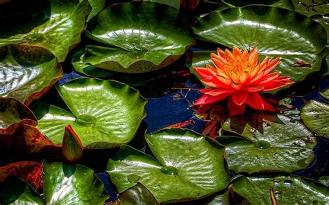 Lily Pad Wallpapers Wallpaper Cave