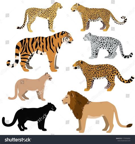 Tiger Vs Leopard Size