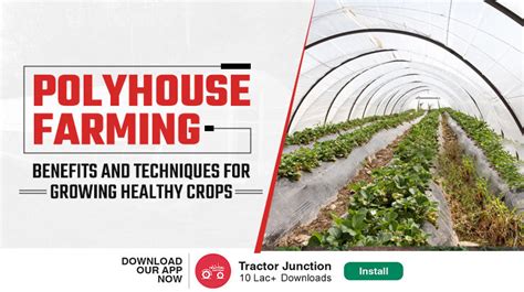 Polyhouse Farming In India Benefits And Techniques For Growing