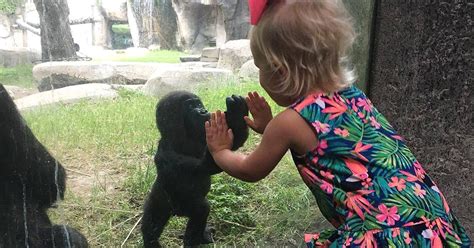 Baby Gorilla and Baby Girl Make Adorable Connection at the Zoo | who13.com