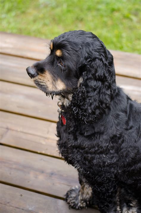 black cocker spaniel  dreaminglizard studio cocker spaniel spaniel puppies american cocker