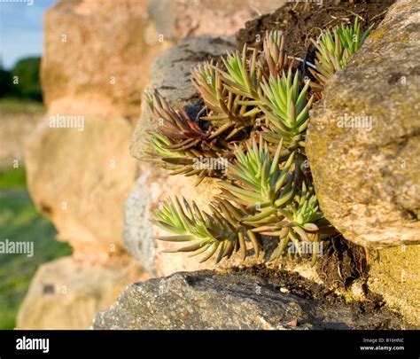 Planta De Clima Calido Fotograf As E Im Genes De Alta Resoluci N Alamy