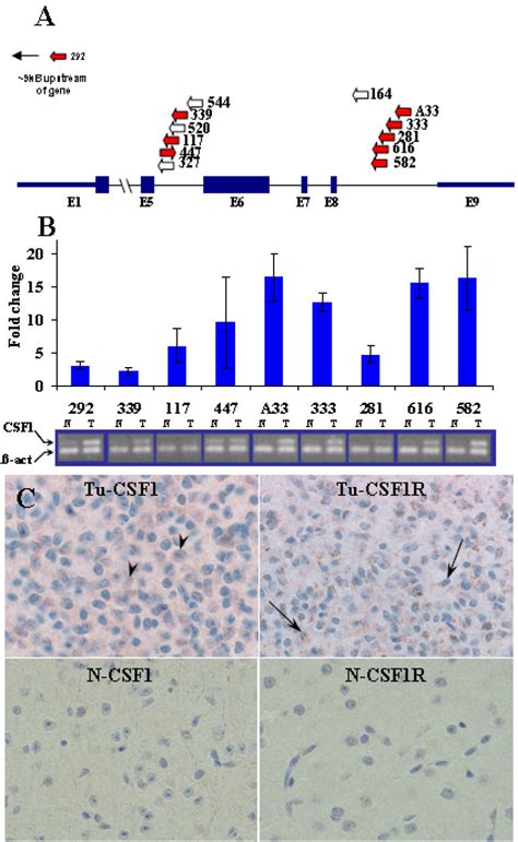 Clustering Of Sb Insertions At The Csf1 Locus As Well As Elevated Download Scientific Diagram