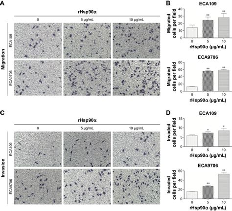 Rhsp Promoted Escc Cell Migration And Invasion In Vitro Notes A