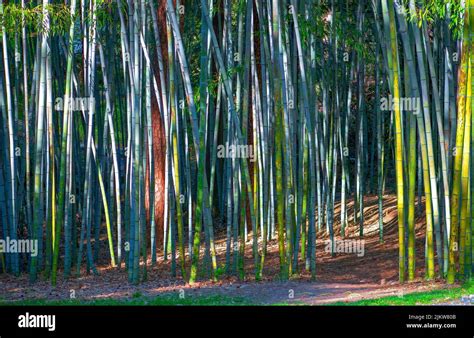 Bamboo Forest Sunset Hi Res Stock Photography And Images Alamy