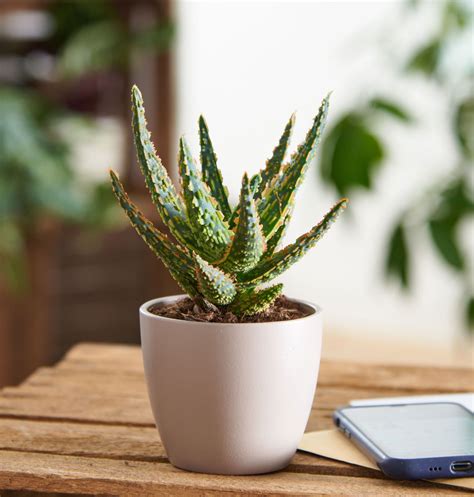 Echte Aloe - Aloe vera günstig kaufen