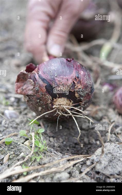 Red shallot, bulb crop, harvesting because of blue mould fungal ...