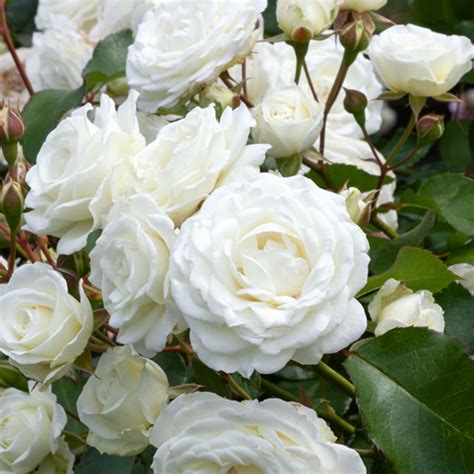 Rose ‘snow Bunny Lushingtons