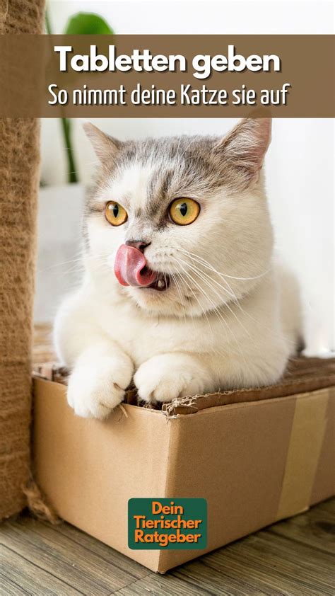 Katzen Tabletten Geben Tipps Und Tricks Wie Es Problemlos Klappt Artofit