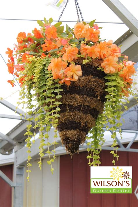 Ампельные растения для сада в кашпо (68 фото) - красивые картинки и HD фото