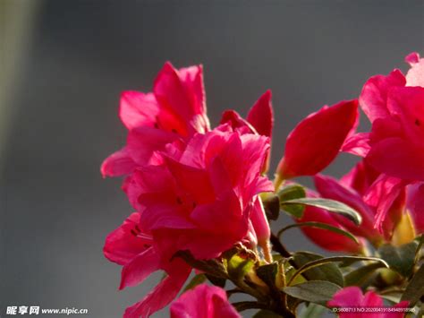 杜鹃花 映山红 摄影图片 生物摄影图花草生物世界摄影图库昵图网