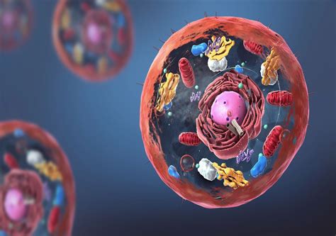 hints  ancient organisms   human cells