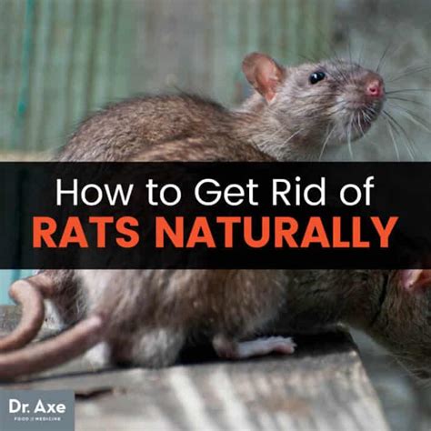 How To Get Rid Of Rats Naturally Dangers Of Rat Poison Dr Axe