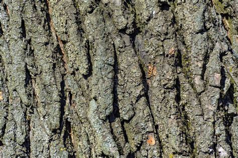 Texture of Old Willow Bark. an Old Big Tree Growing. Stock Image ...